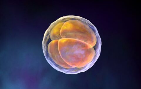 perviy mesyaz embrionalnogo razvitiya