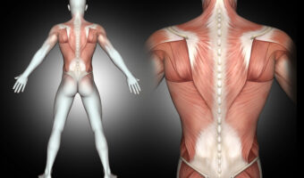 3D male medical figure with back muscles highlighted