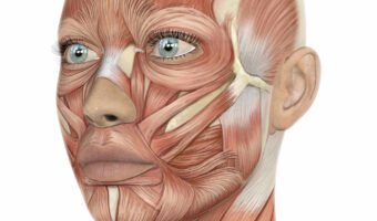 3D female face with muscle map