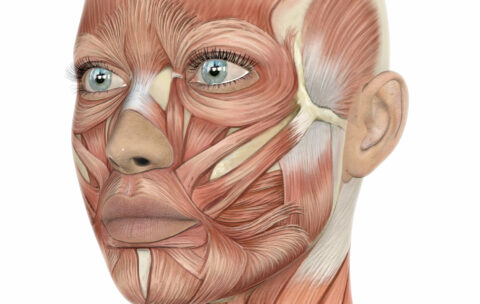 3D female face with muscle map