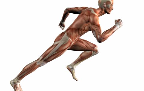 Running Muscle Man