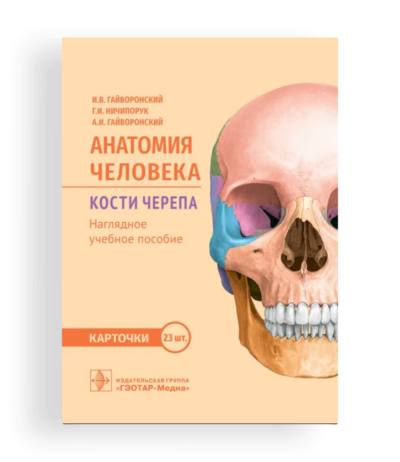 Купить Анатомия человека. Кости черепа. 23 карточки, Гайворонский, Ничипорук